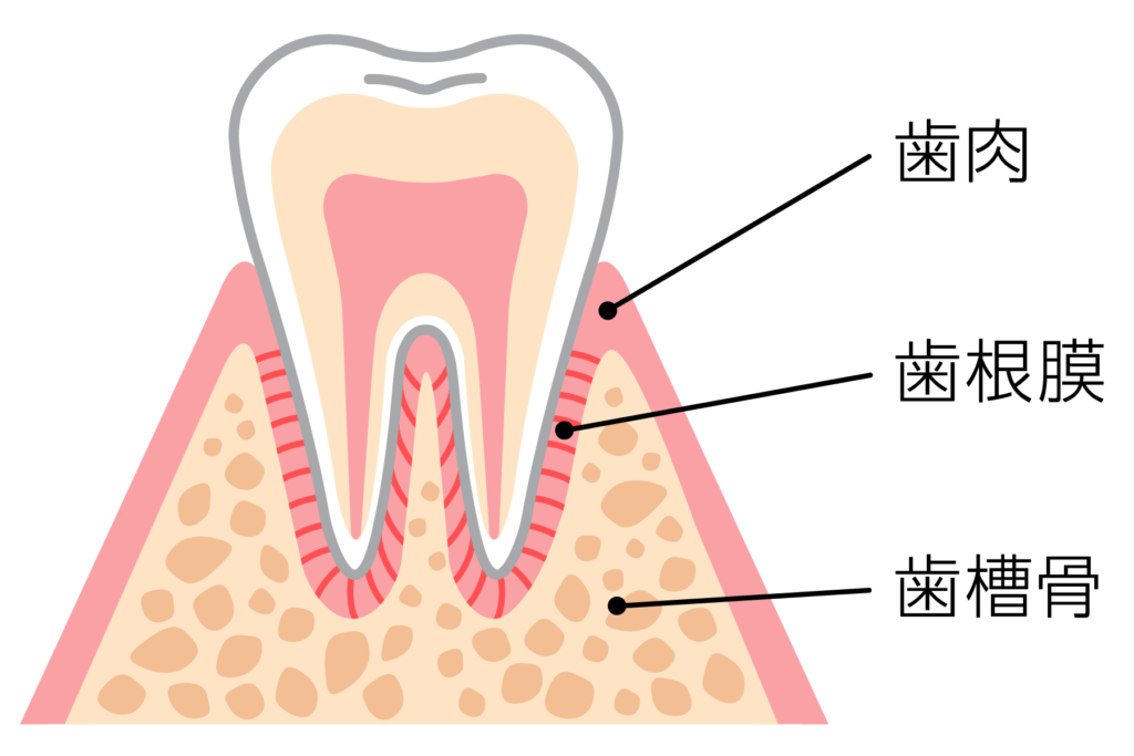 歯の周囲の組織